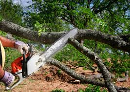 Best Lot and Land Clearing  in Shepherdstown, WV